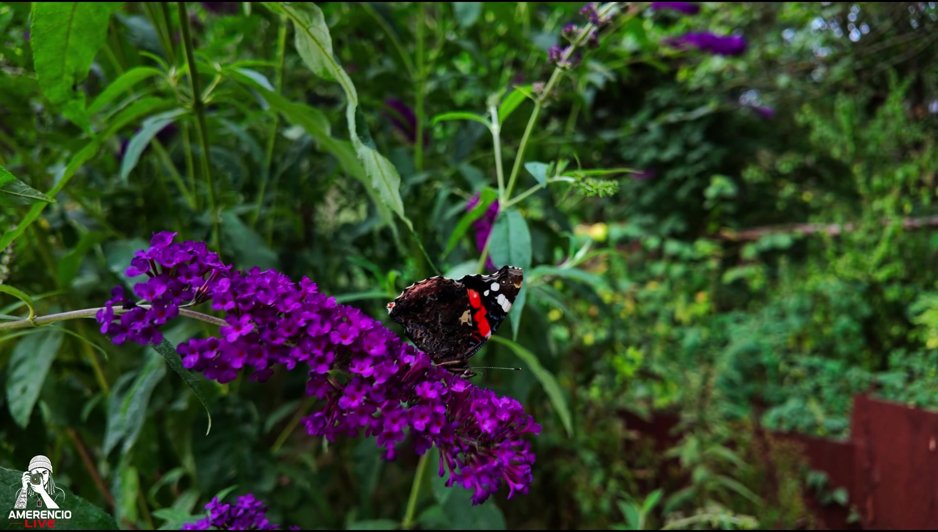 Vlinder op bloemen