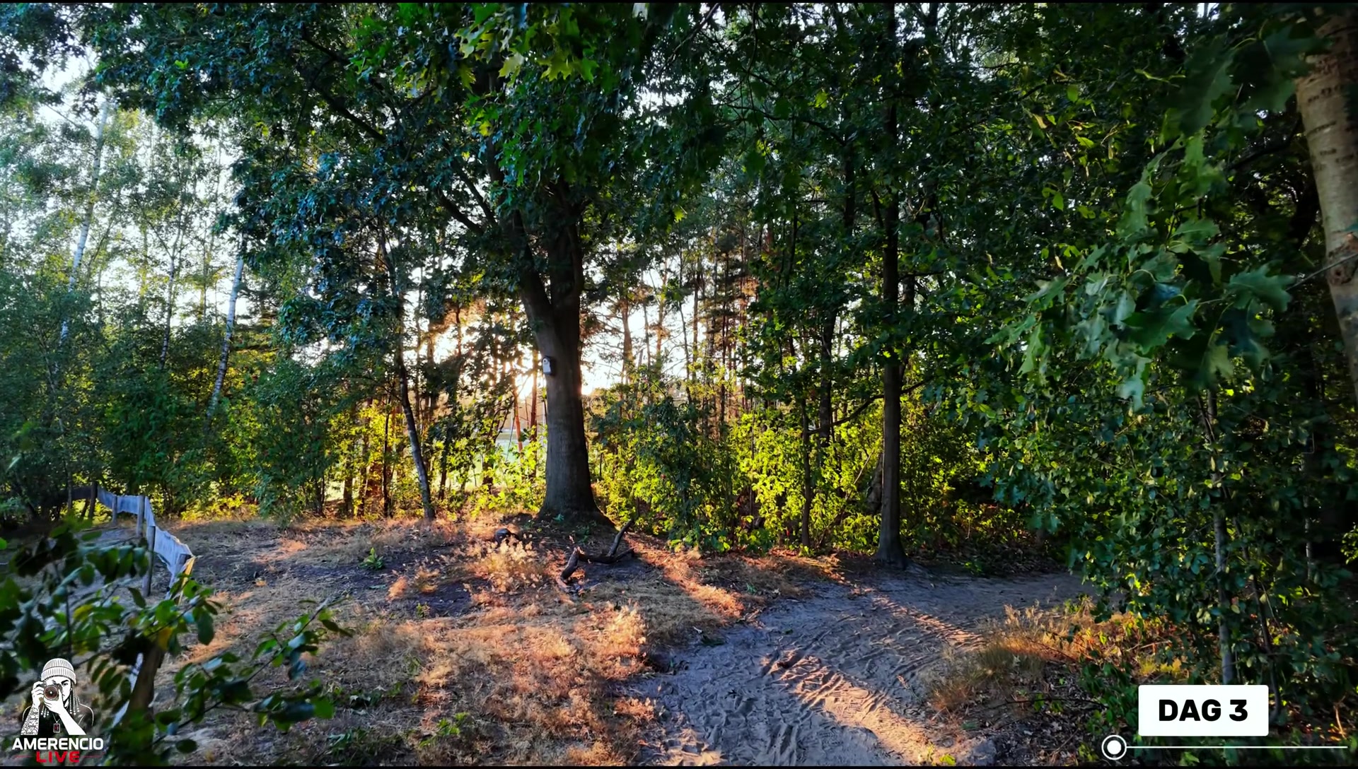Bos met zonlicht